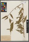 Foto von Salix alba L.
